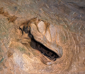the fossilized skull of camarasaurus dinosaur