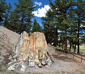 Fossil redwood stump