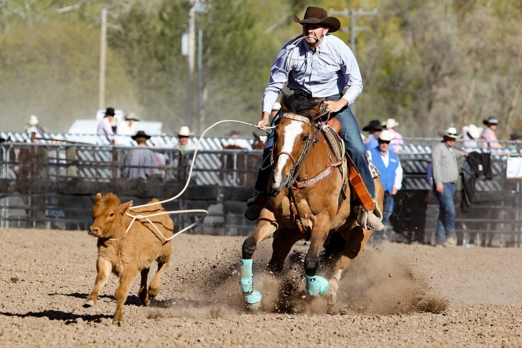 rodeo, horse, barrel