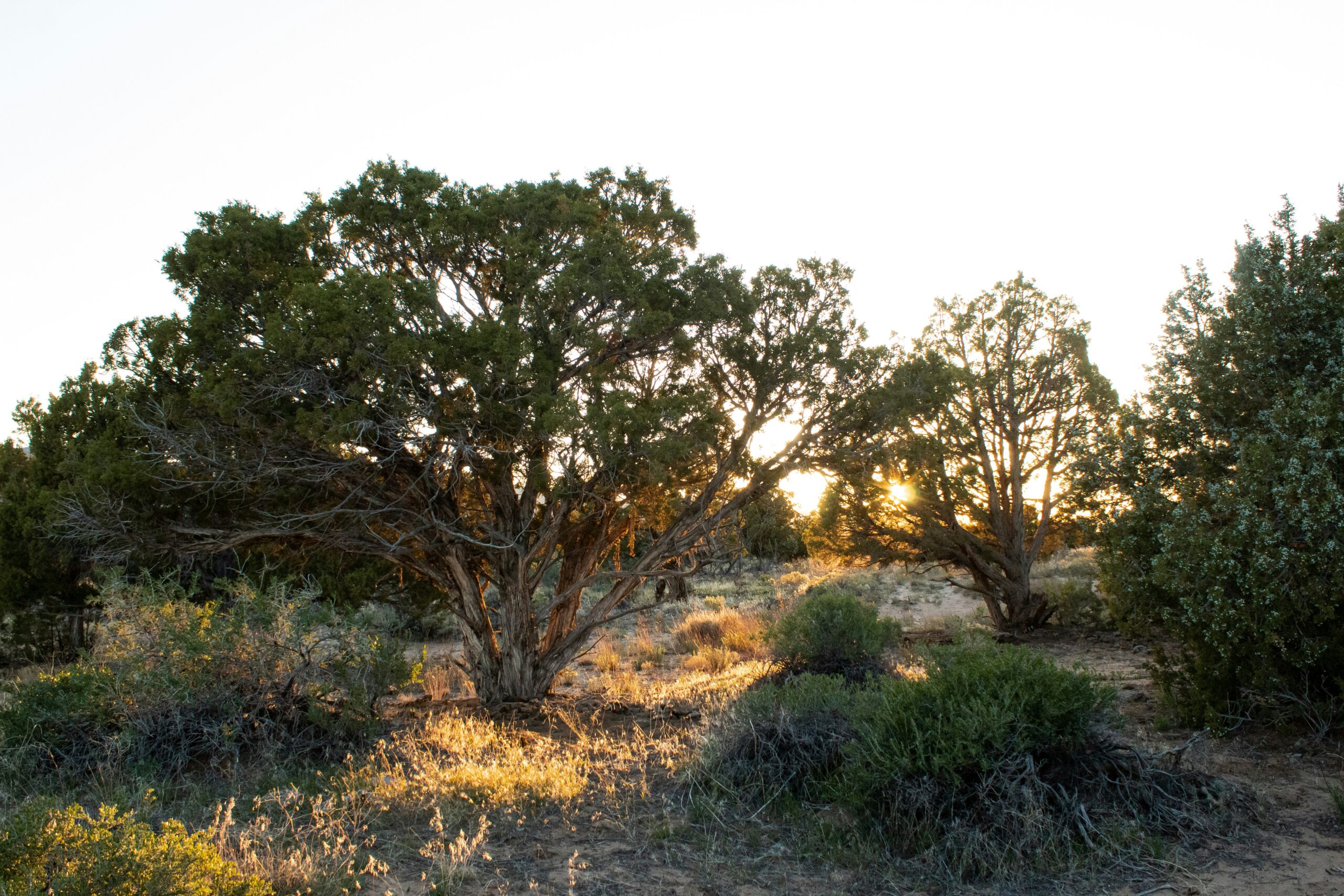 green grass and brown trees during daytime