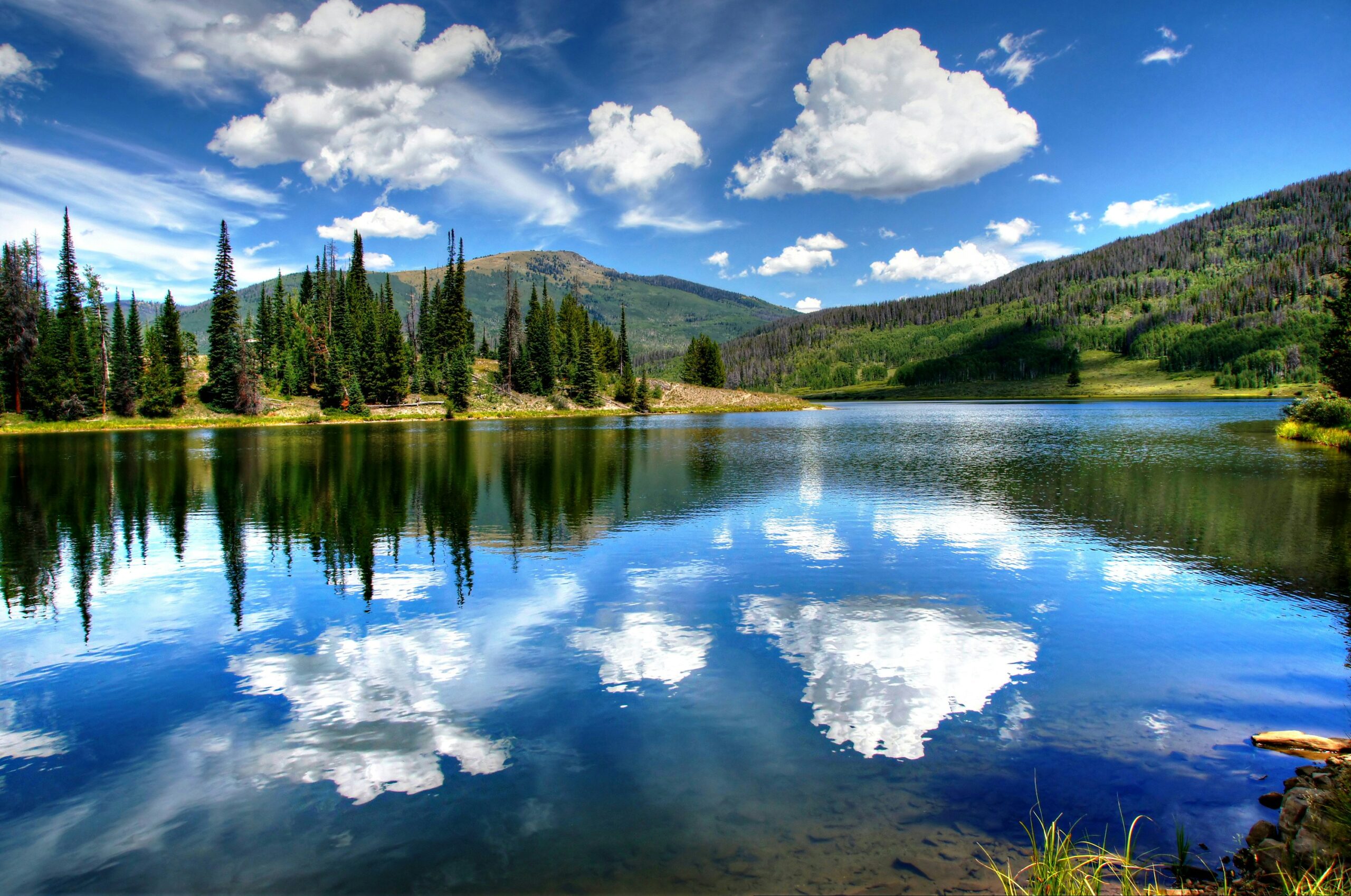 a large body of water surrounded by a forest