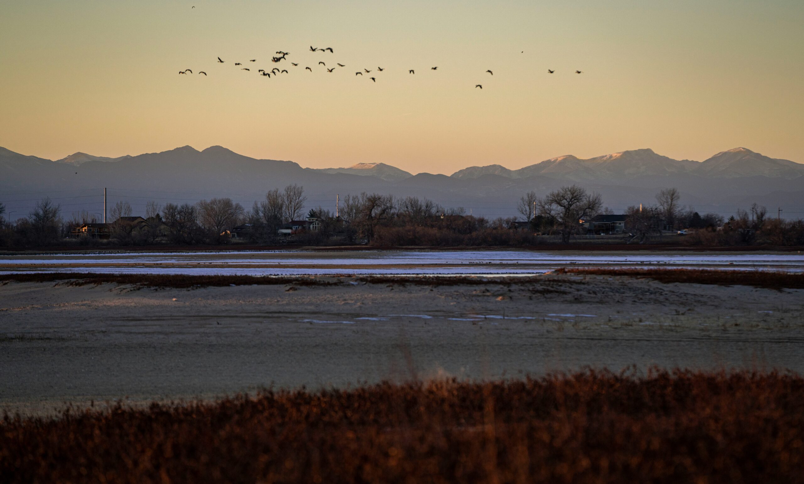 birds flying over the lake during daytime