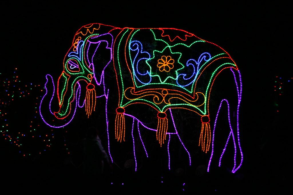 Denver Zoo, Places to See in Colorado, Zoo lights