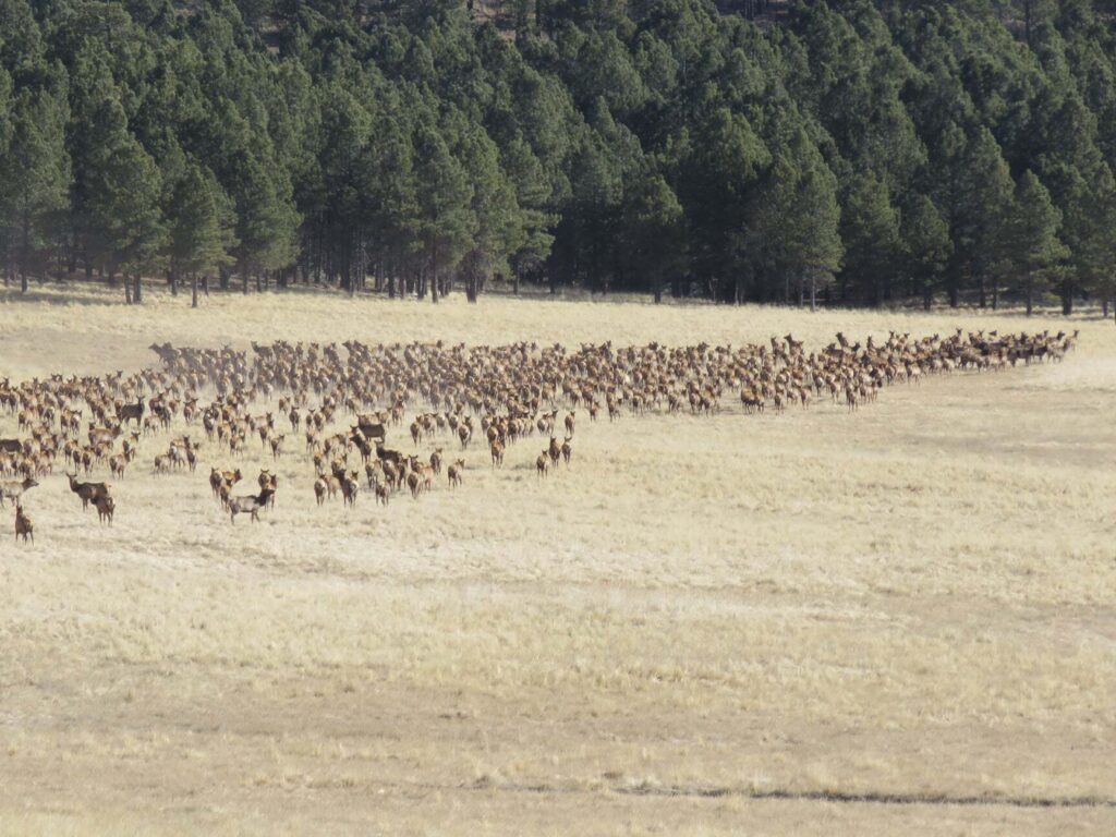 Large herd of deer or elk running across a dry, open field with a dense pine forest in the background.