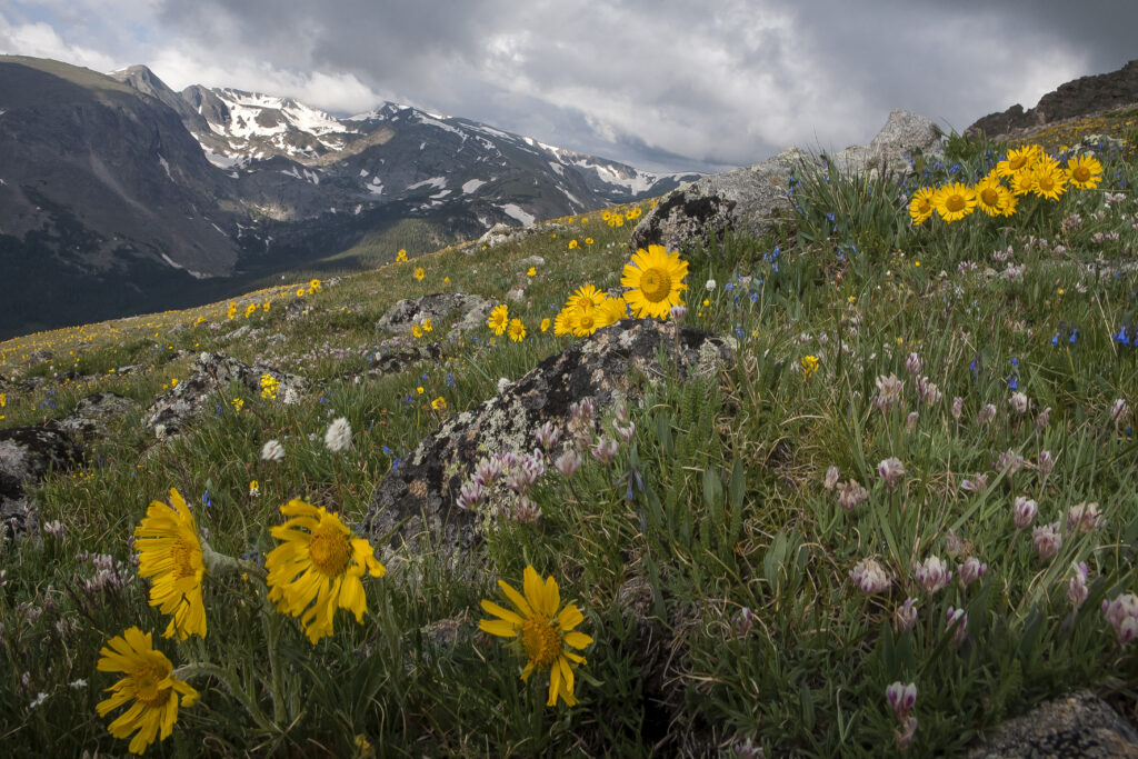 Ridbergia tundra Rocky Mountain National Park, Colorado